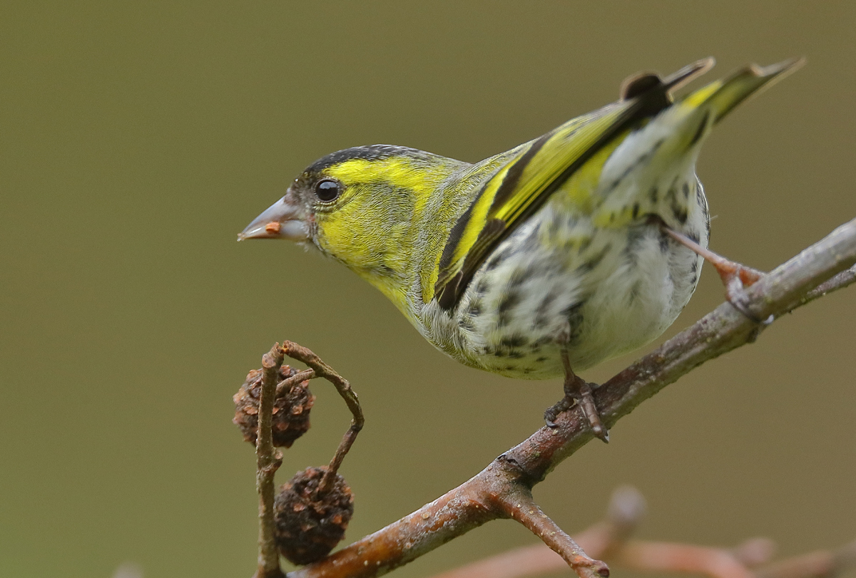 Wie heißt der grüngoldschwarze Vogel ?...