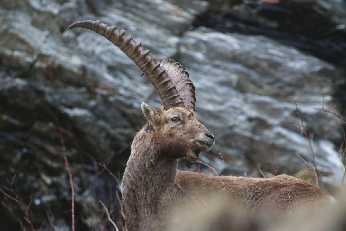 Die Steinböcke (Forum für Naturfotografen)