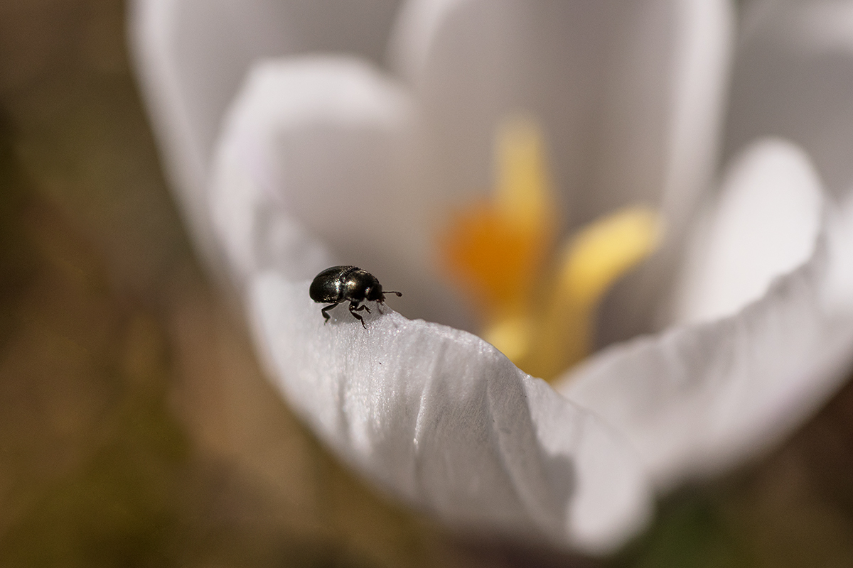 Rapsglanz auf Krokus