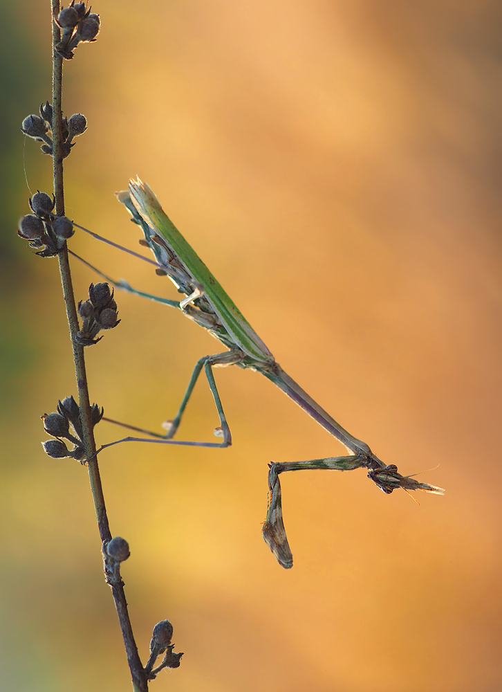 Empusa pennata