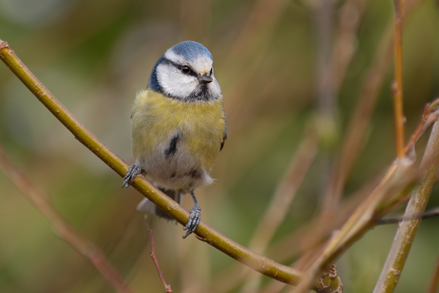 blaumeise-forum-f-r-naturfotografen