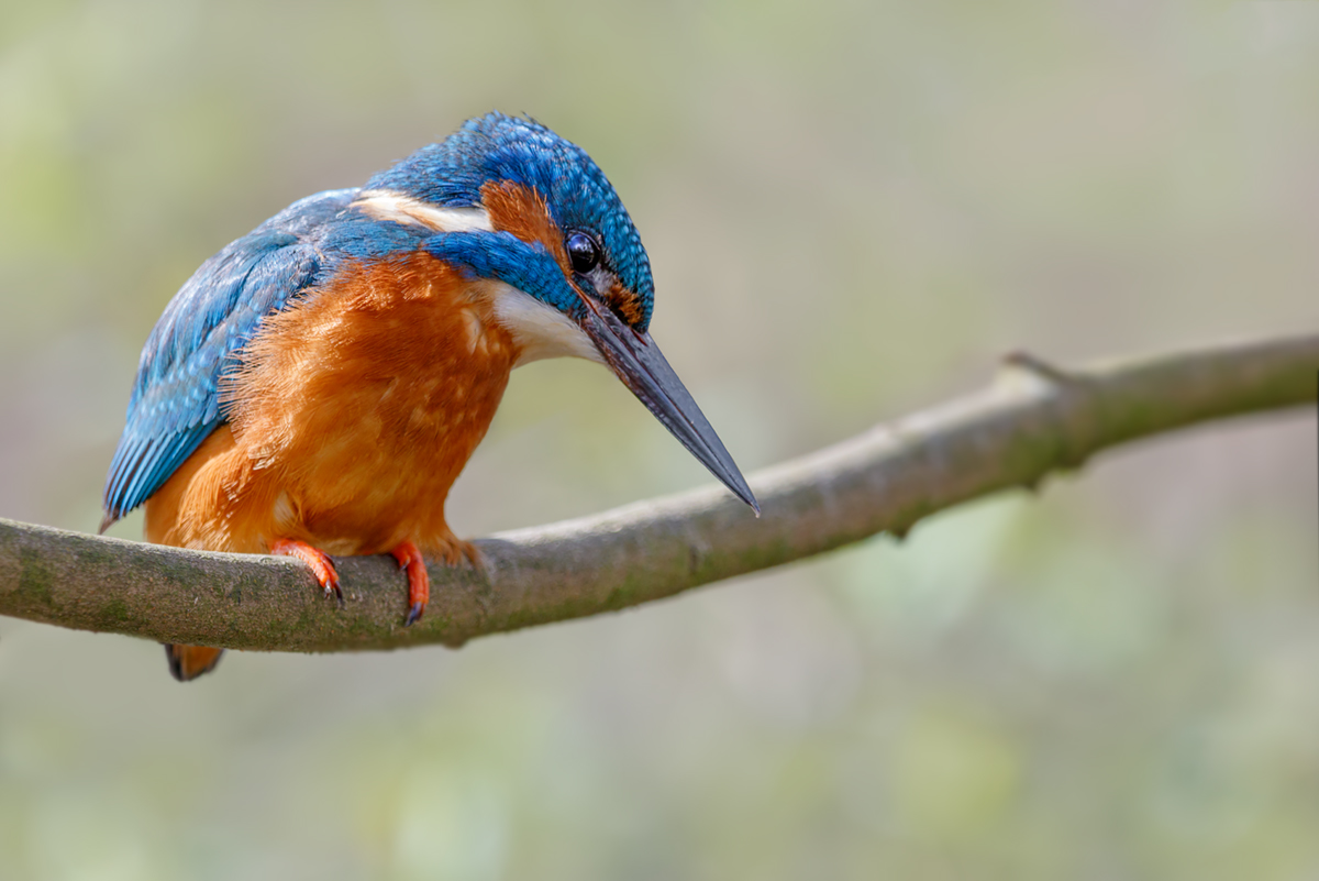 Kingfisher