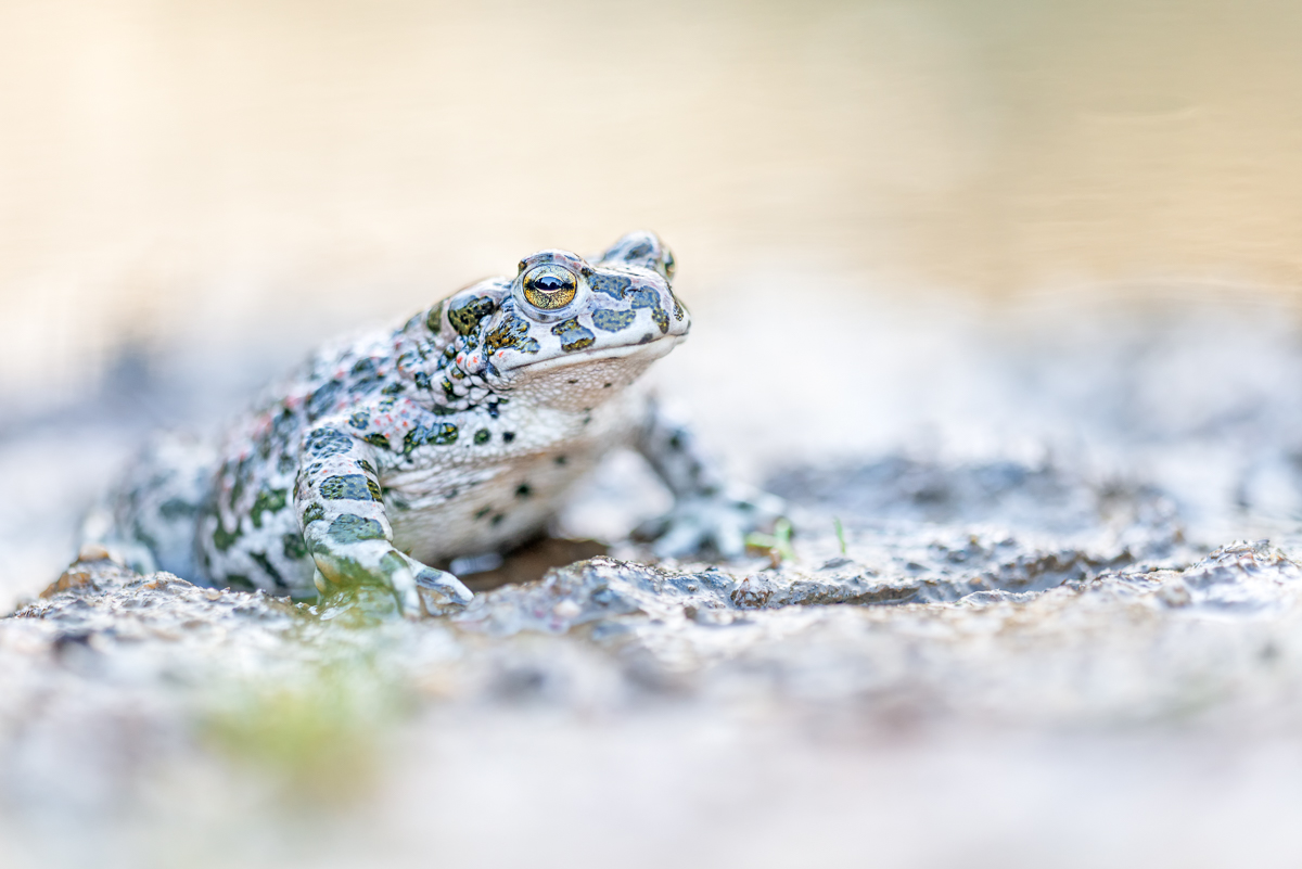 ~Camouflage~