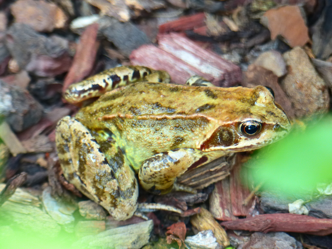 Kröte oder Frosch?