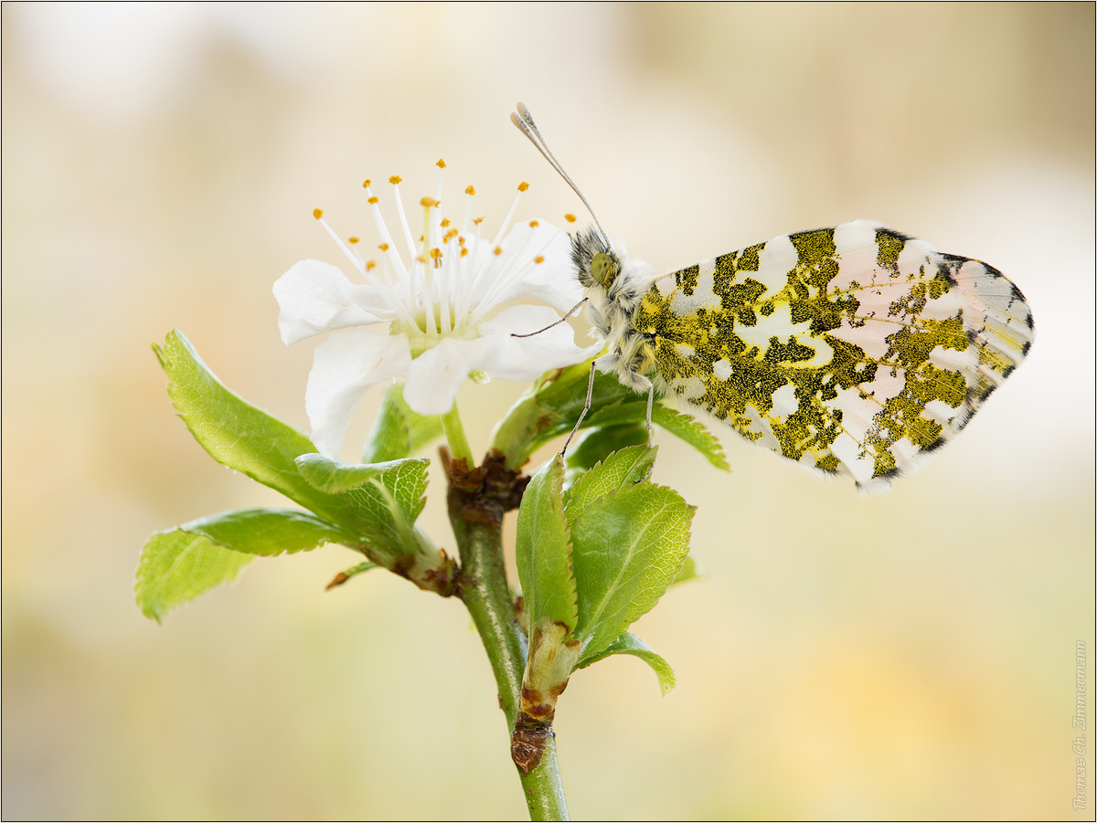 Anthocharis cardamines ...