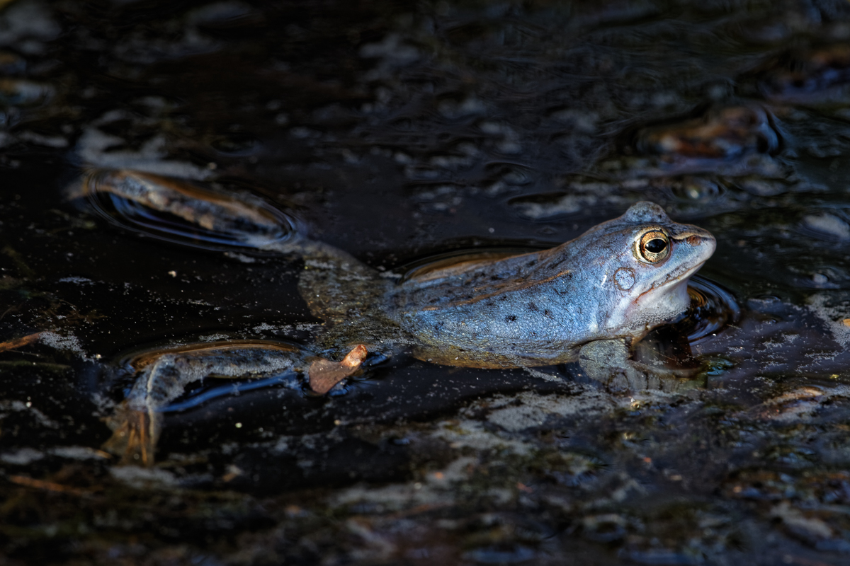 Moorfrosch im Moorbad