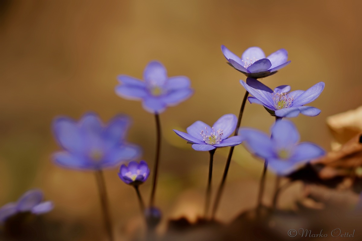 Leberblümchen (Hepatica nobilis)