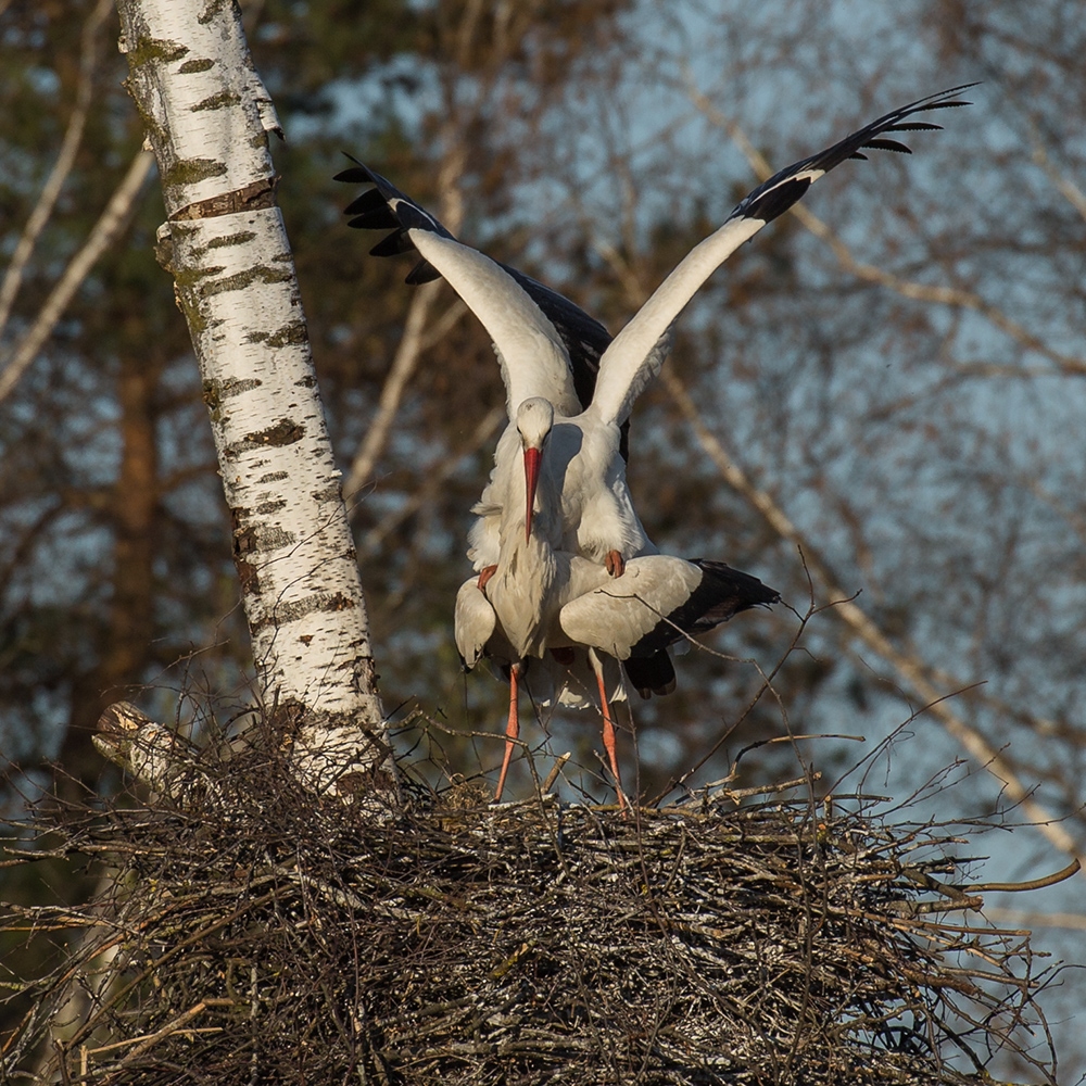 Zu welchem Storch gehört der Kopf?