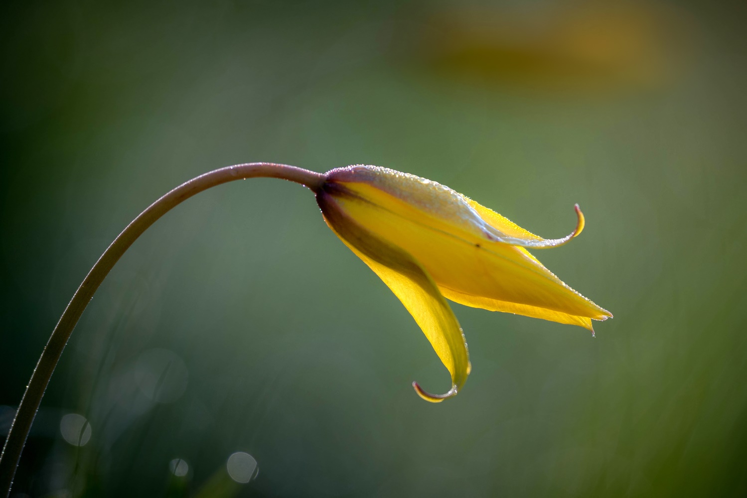 Wilde Tulpe