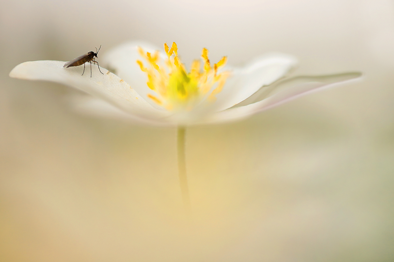 Buschwindröschen mit kleinem Besucher