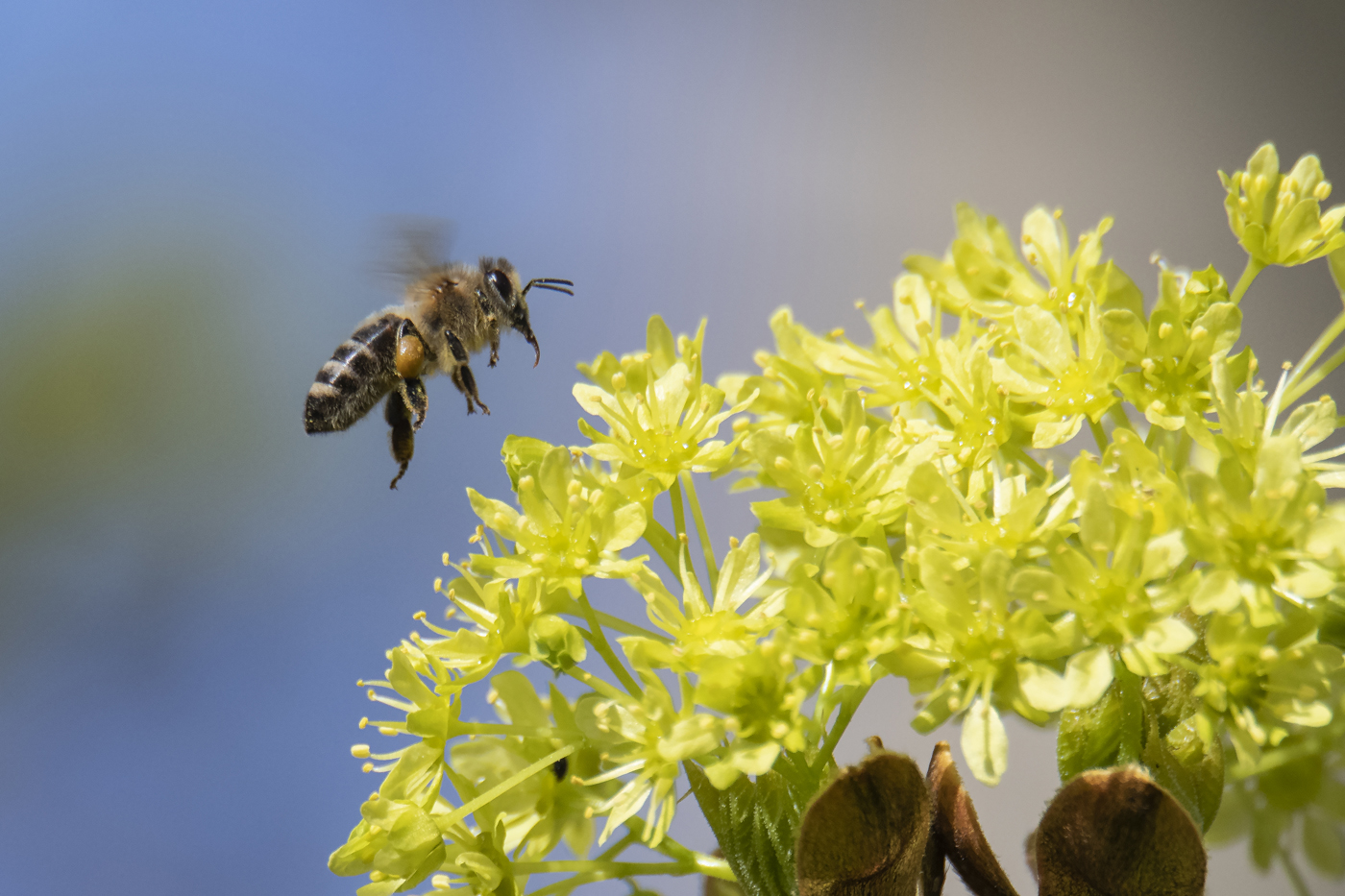 die Biene im Anflug...