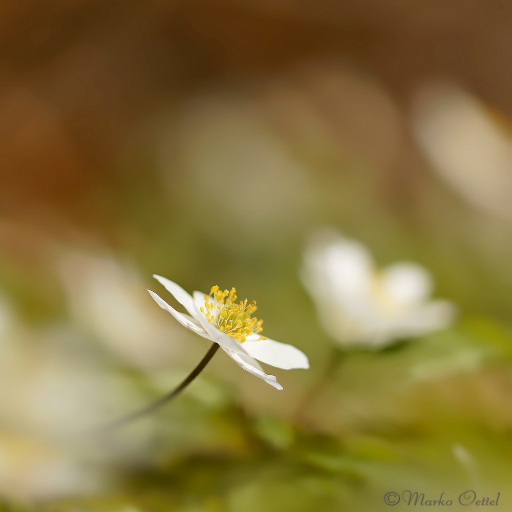 Buschwindröschen (Anemone nemorosa)