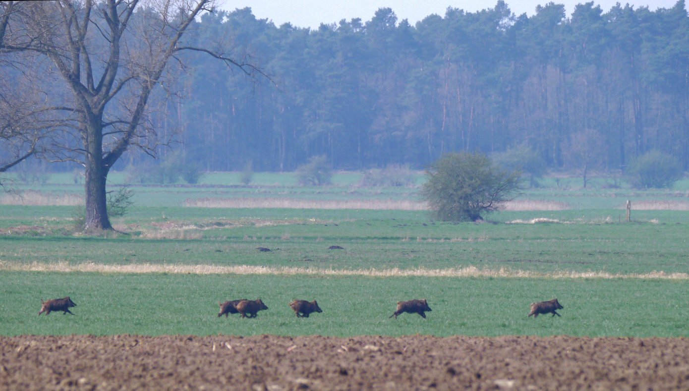 Morgendlicher Schweinsgalopp