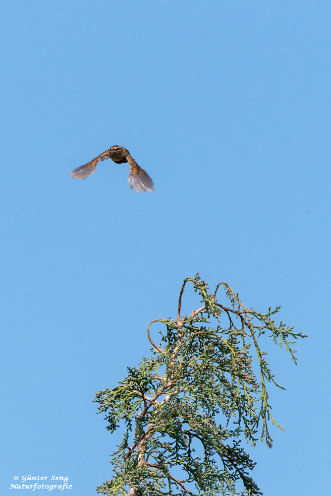 Zaunkönig im Flug ......