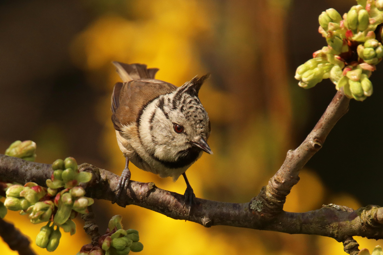 Haubenmeise im Kirschbaum