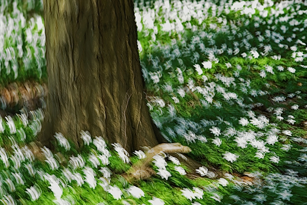Frühlingsreigen hopsassa