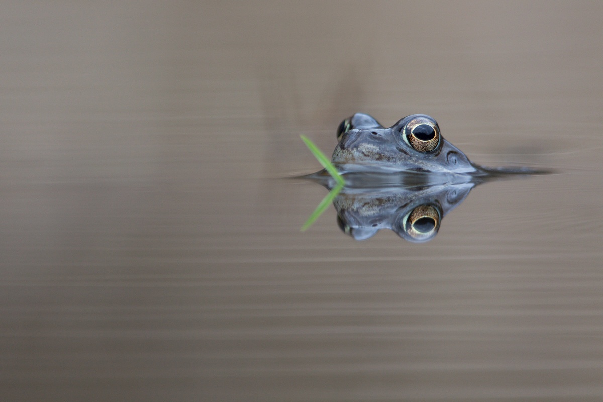 Ein echter Gras-Frosch;-)