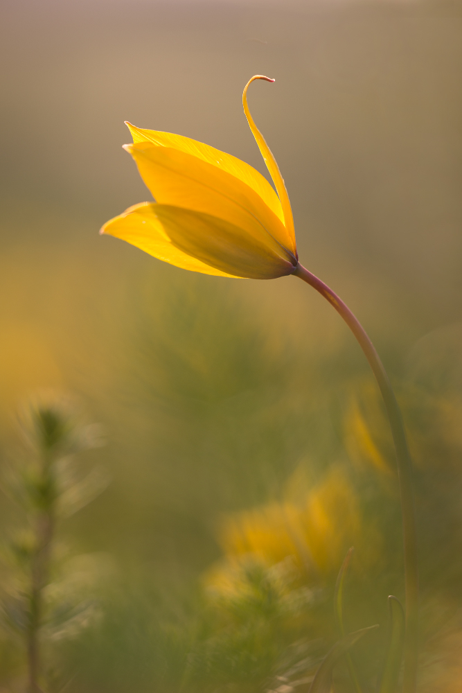 Weinbergtulpe am Abend