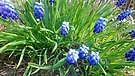 Gartenblume