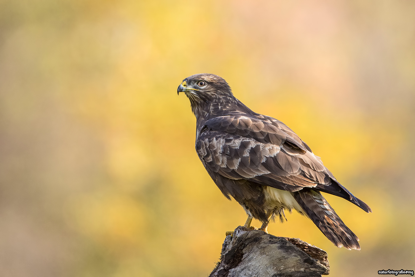 Herbstlicht und ein Bussard