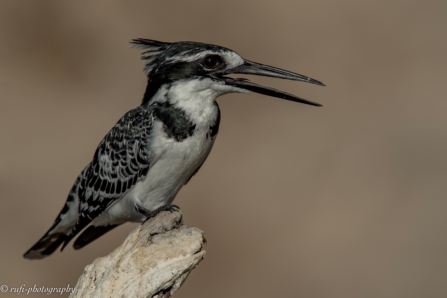 Pied Kingfisher