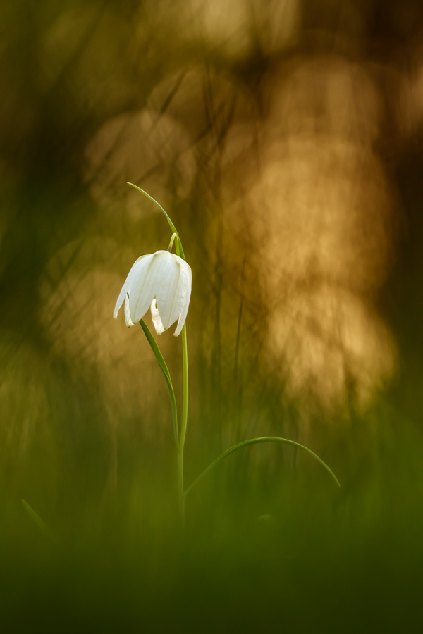 Weiße Schachblume im Abendlicht