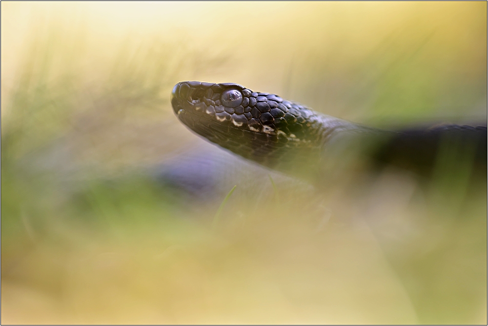 Vipera berus