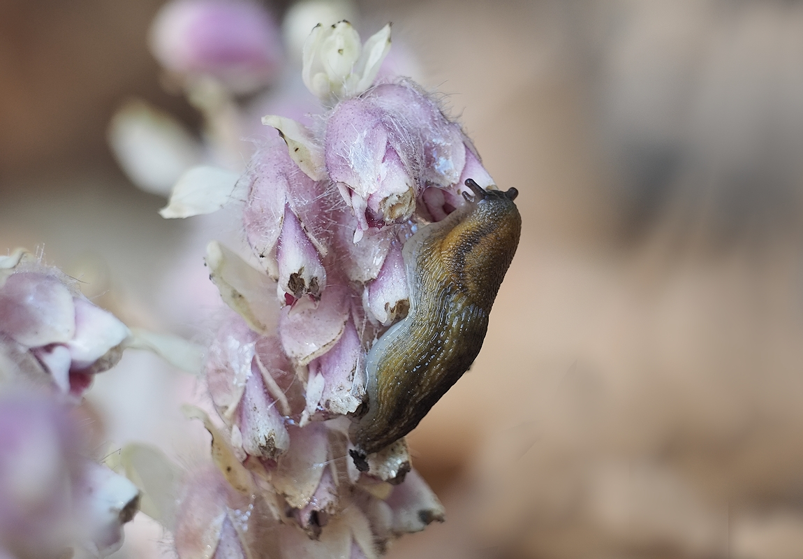 Tagesmenü: Schnecke an Schuppenwurz