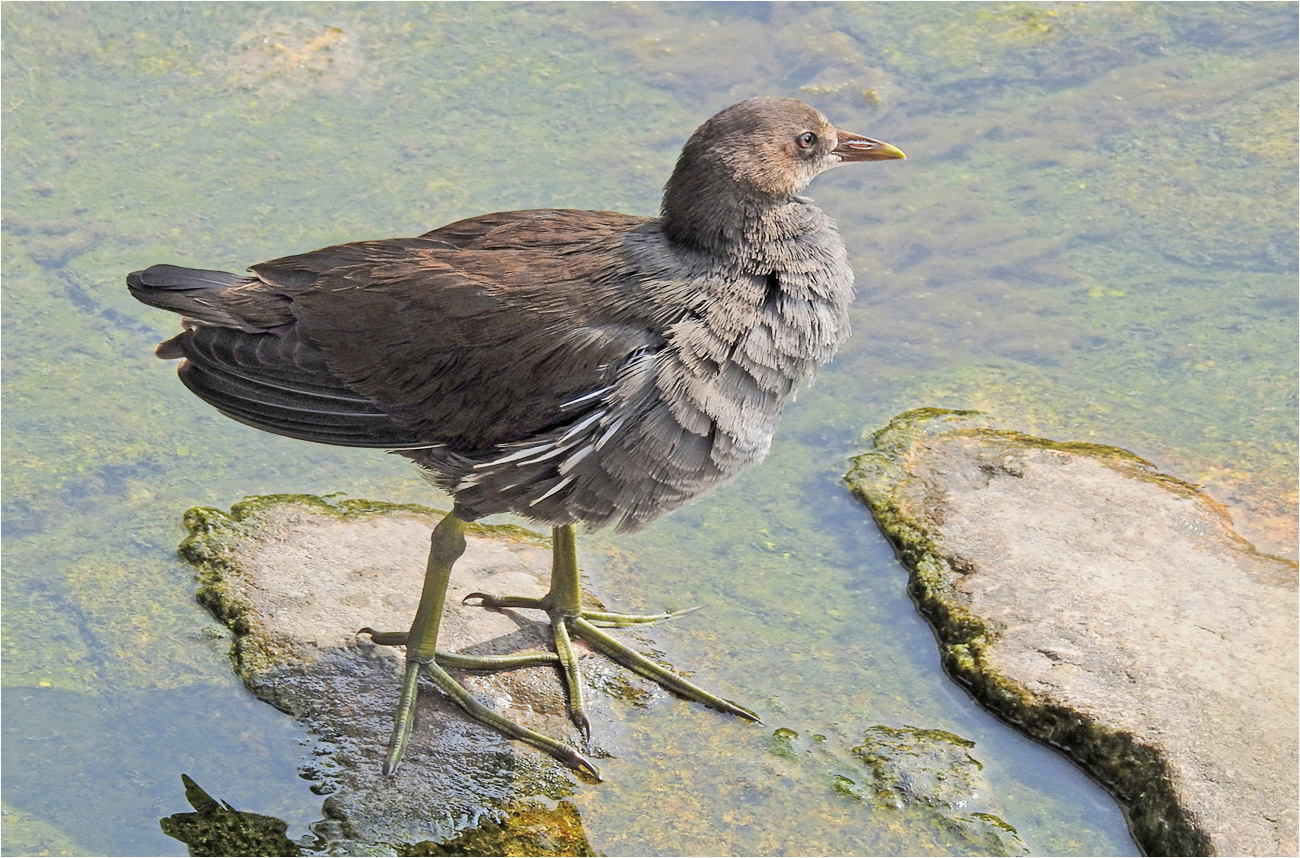 Junges Teichhuhn.