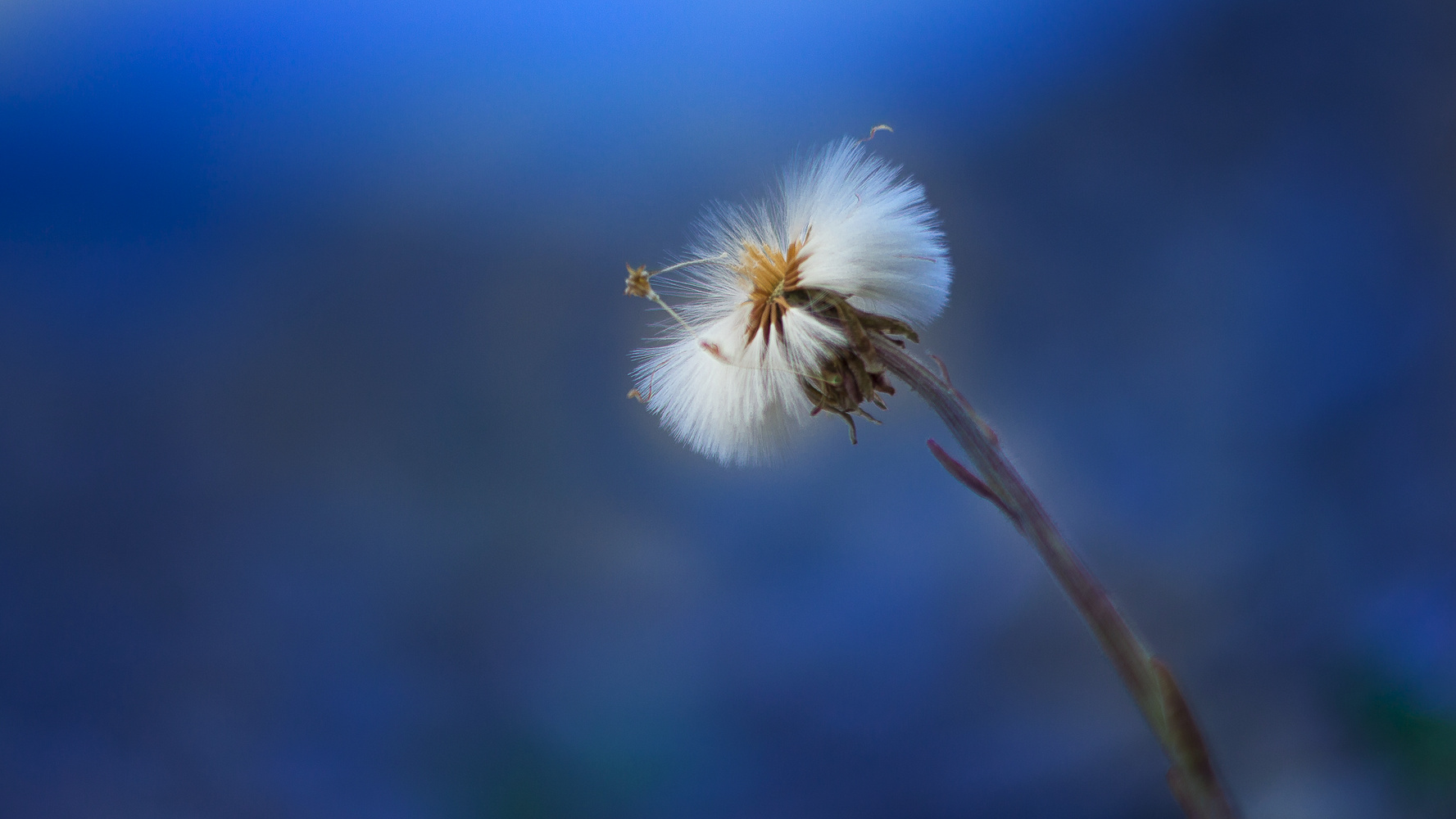 Pusteblume Teil 2