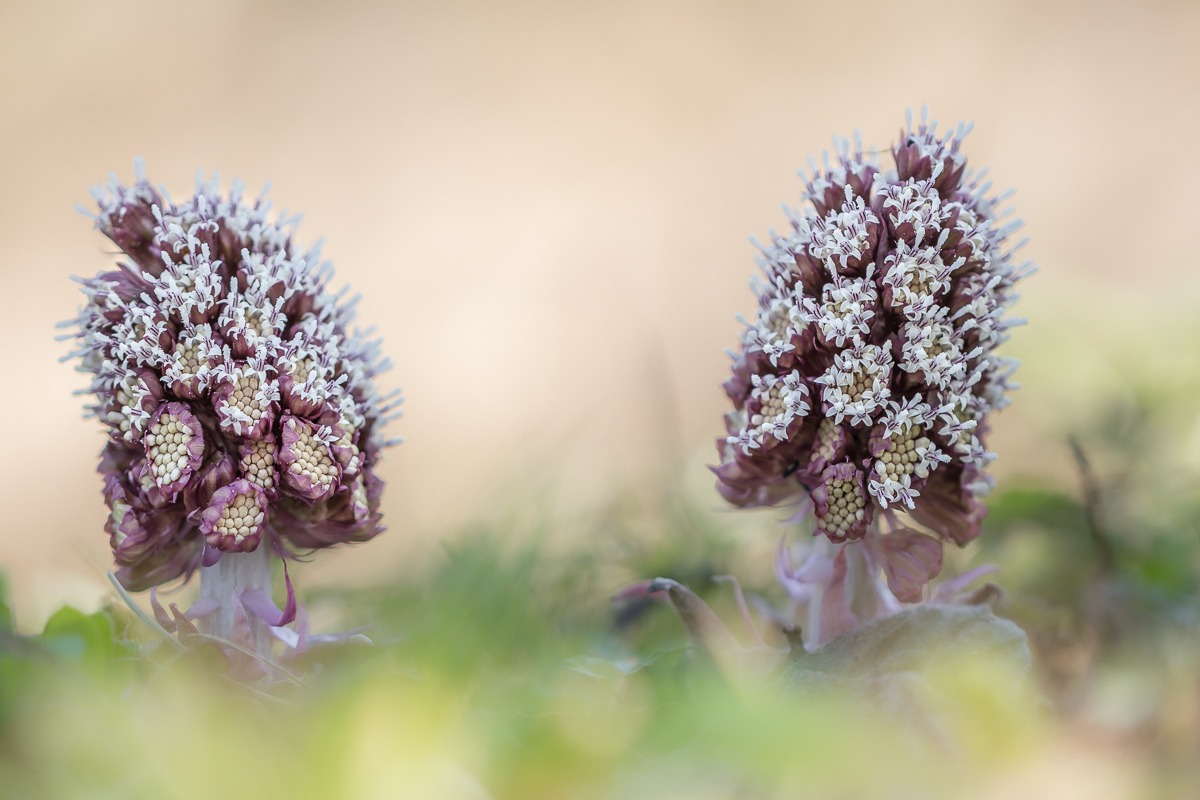 Pestwurz in voller Blüte