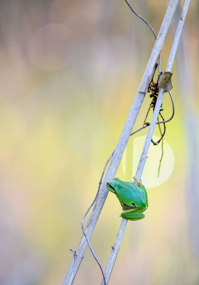 Laubfrosch