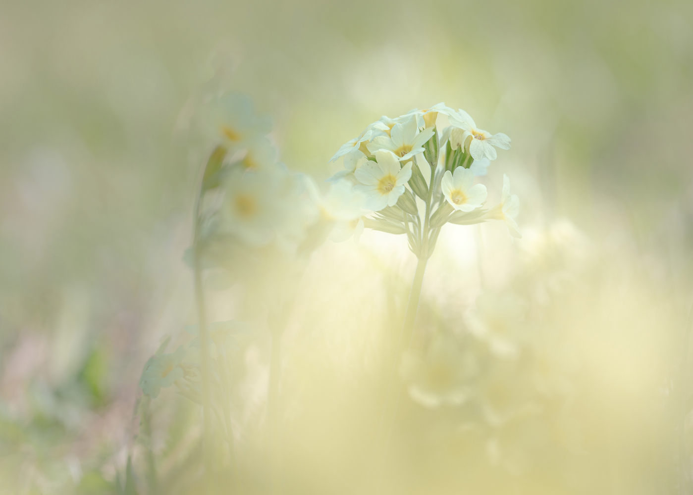Lichtflut