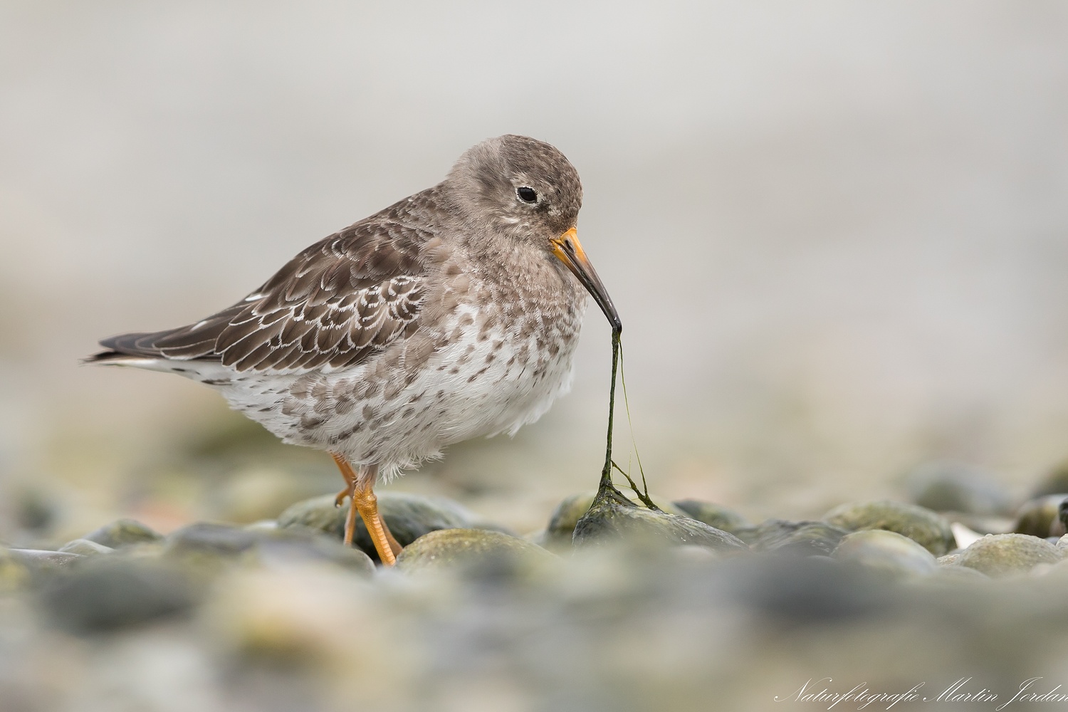 Meerstrandläufer