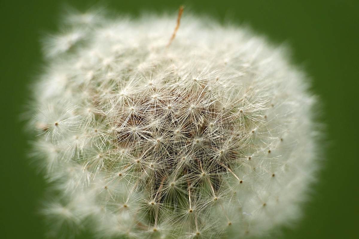 Pusteblumen-Details