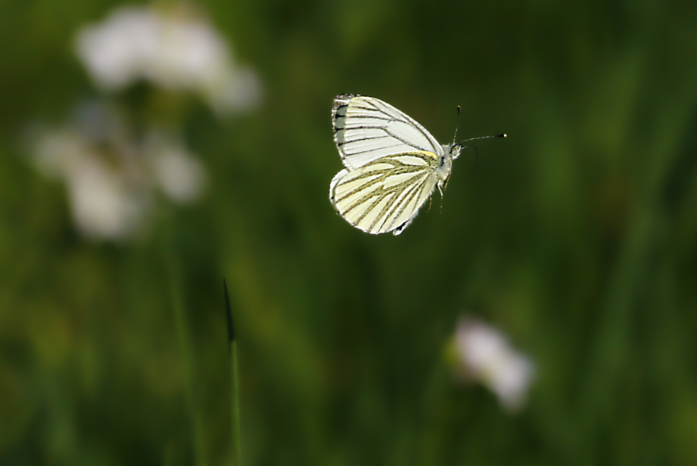 Flattern im Licht