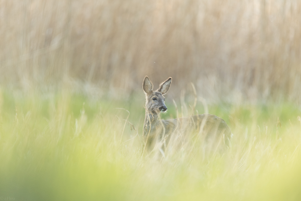 besonders zuverlässige Rehe