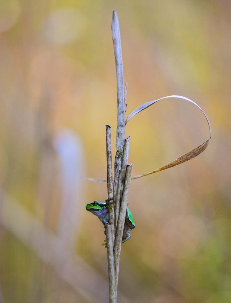 Hyla arborea