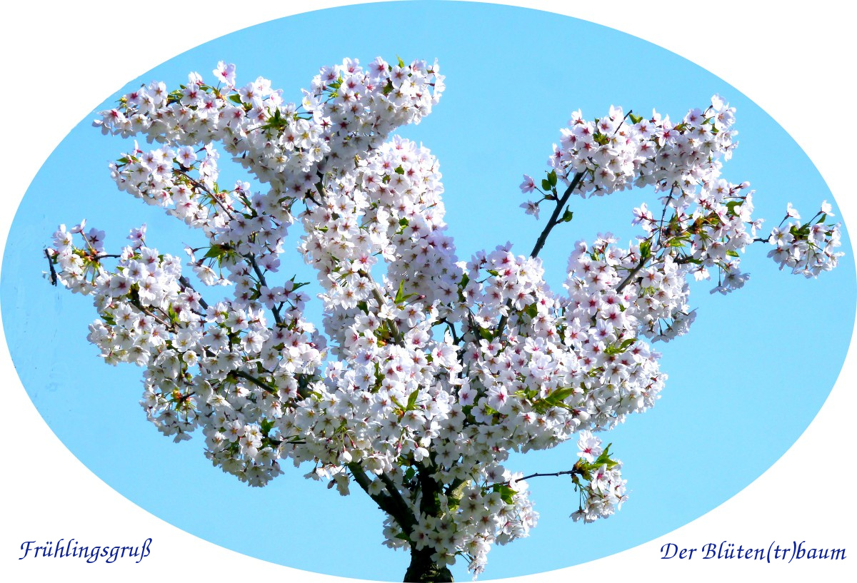 Frühlingsgruß für die Naturforum - Macher