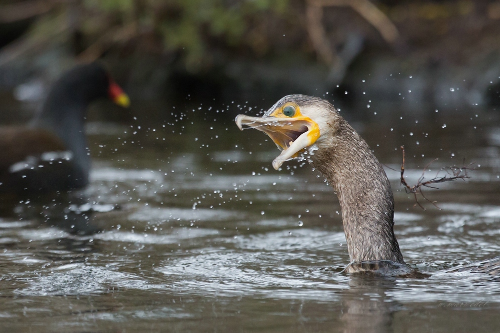 Kormoran