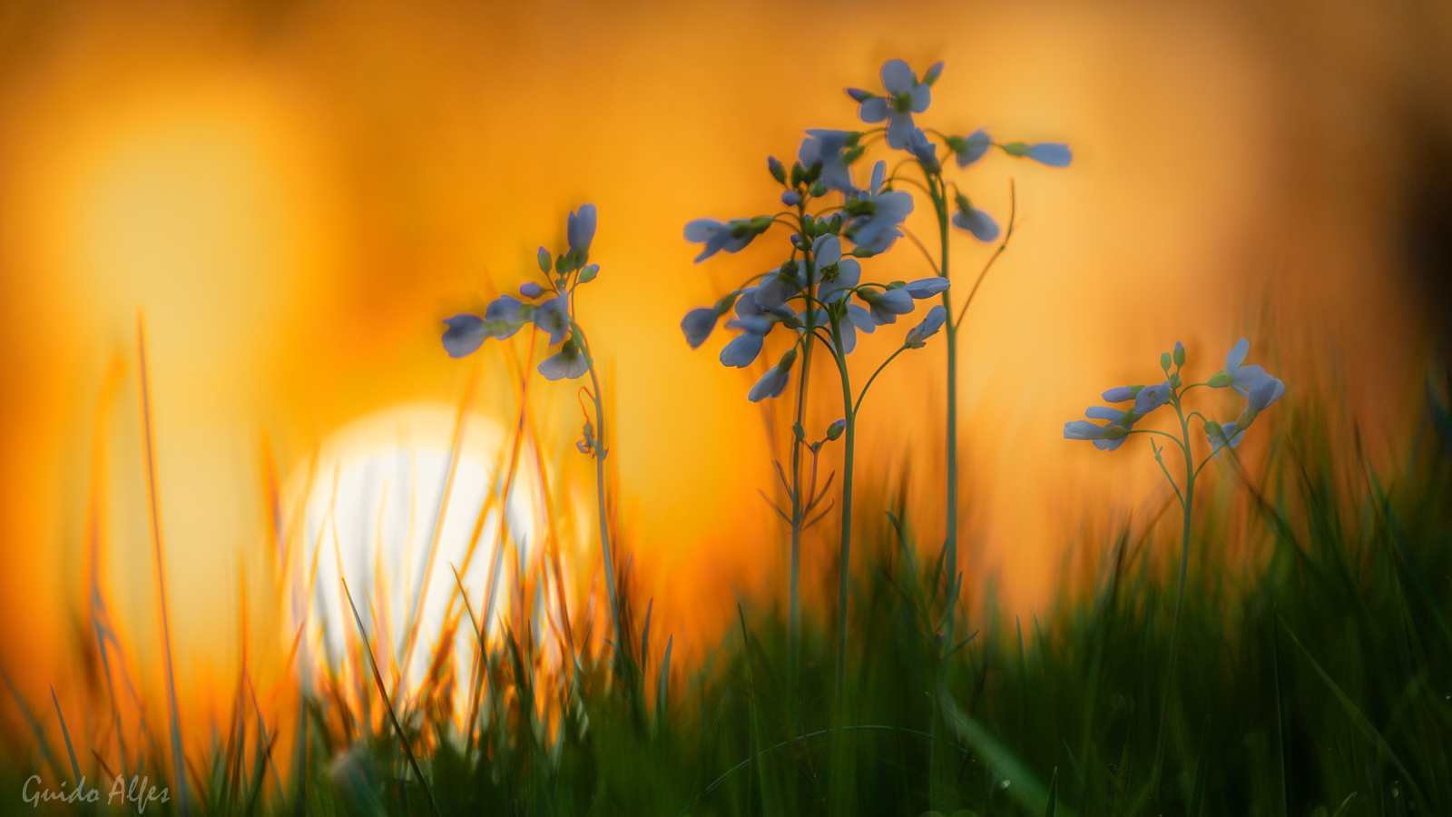 Wiesenschaumkraut im Sonnenuntergang
