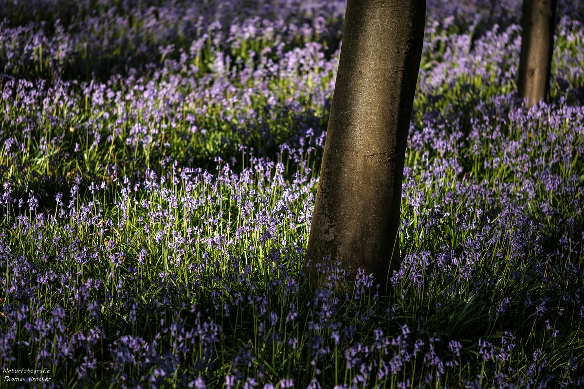 Blauer Wald