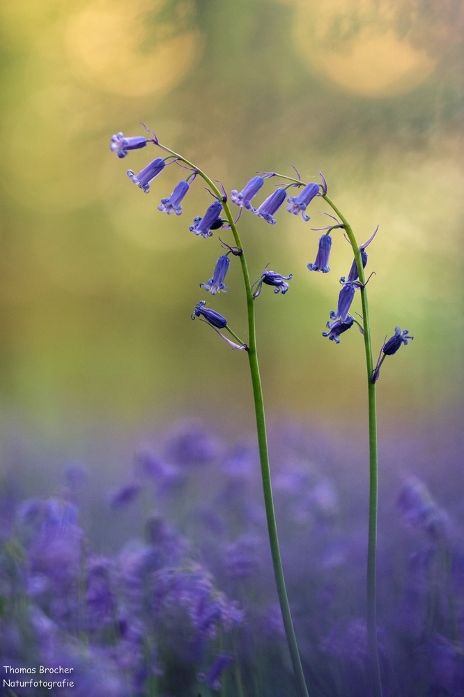 Duett im blauen Wald