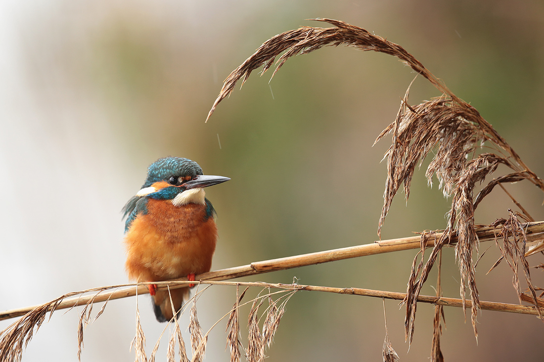 Regenwetter... (Forum für Naturfotografen)