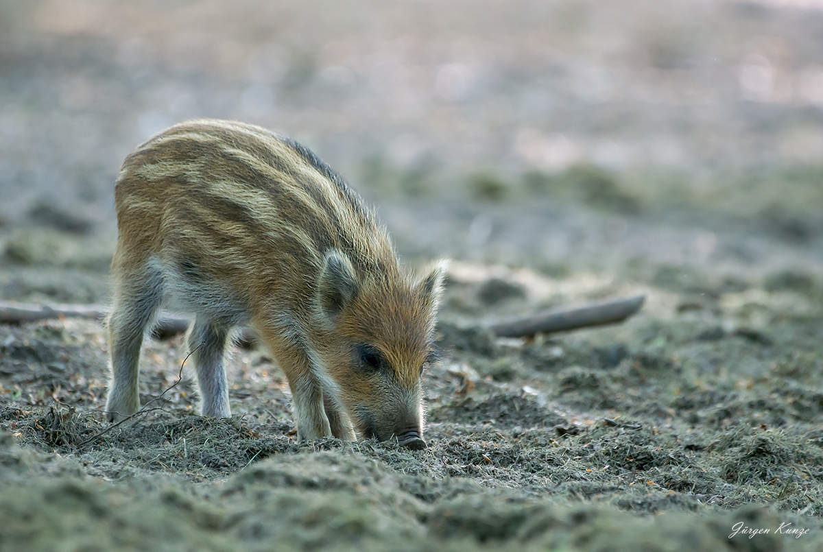 Nachwuchs Im Wildpark (Forum Für Naturfotografen)