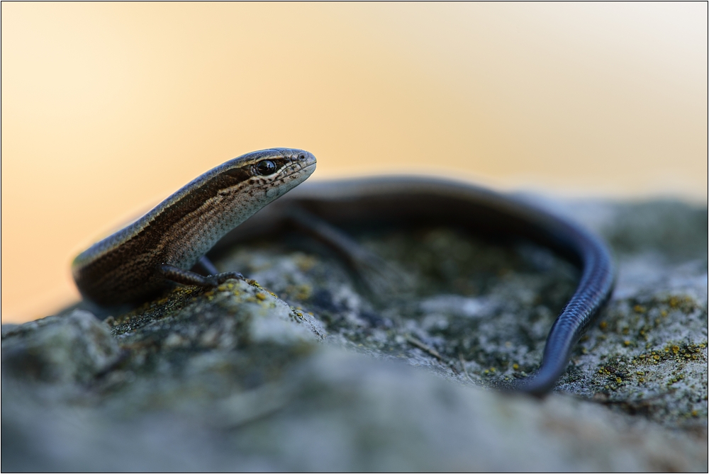 Ablepharus kitaibelli
