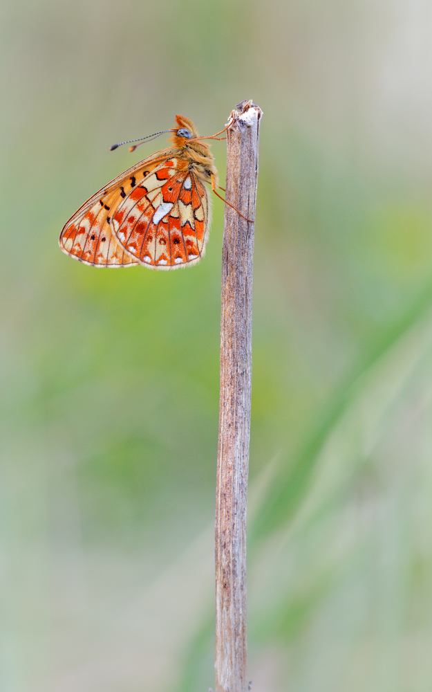 Euphrosyne