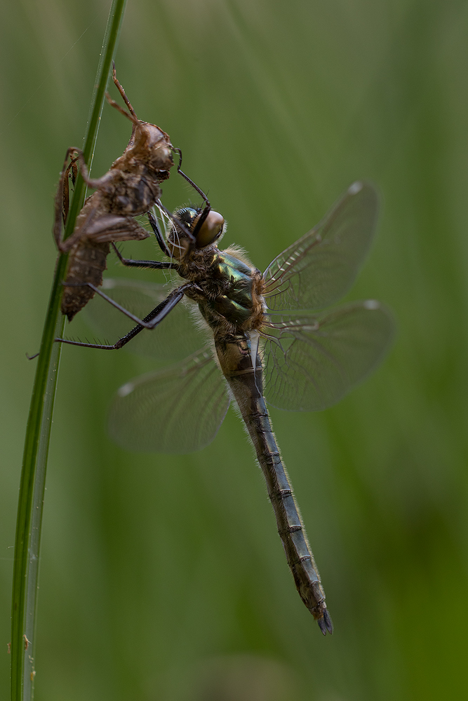 Falkenlibelle (Cordulia aenea)