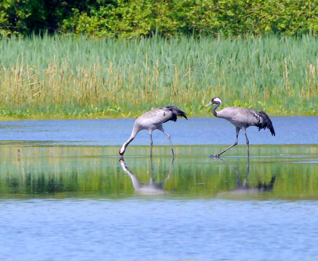 Die Vögel des Glücks zum "Spiegeltag"