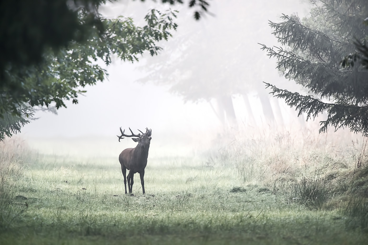 Rothirsch (Cervus elaphus) - Brunft